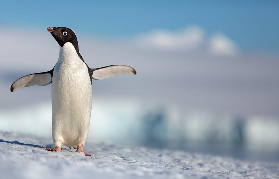 Penguins (2019)