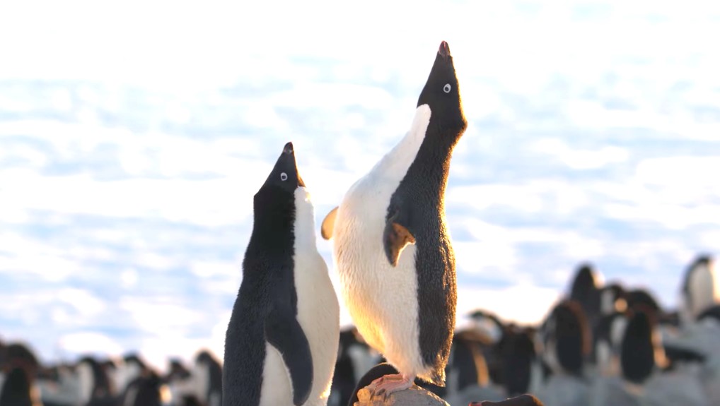 Penguins (2019)