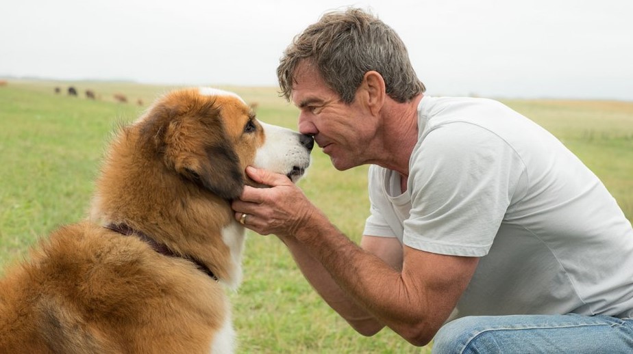 A Dog's Journey
