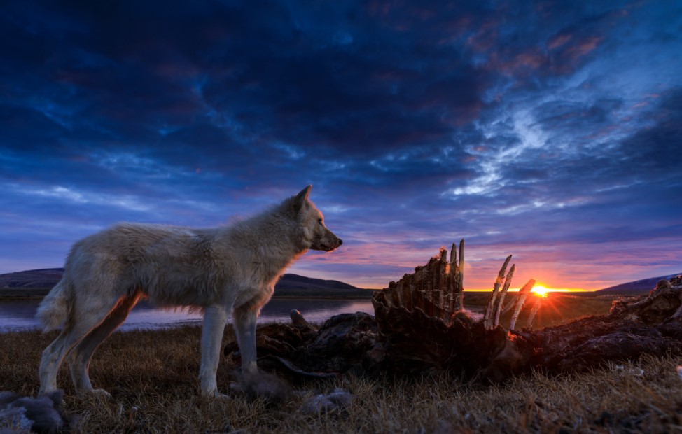 Kingdom of the White Wolf TV Series (2019)