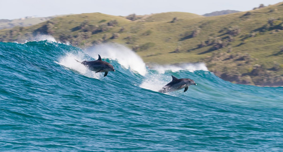 Dolphin Reef (2020)